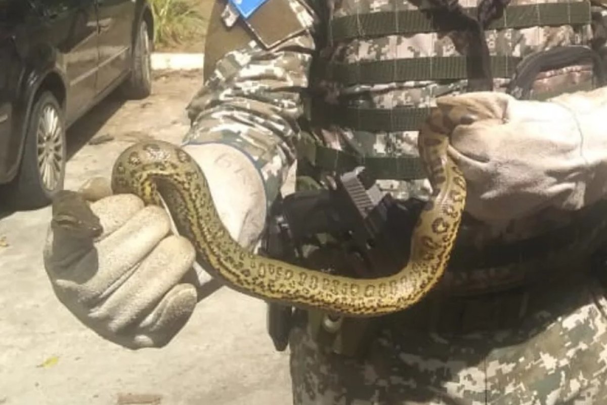 Três cobras são resgatadas em diferentes bairros de Salvador