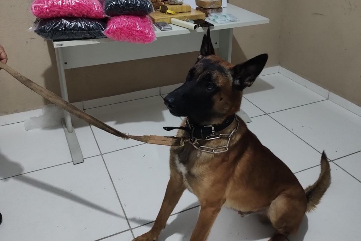 Porto Seguro: cão policial encontra 14kg de drogas em imóvel