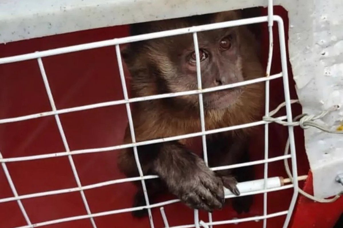Macaco visto 'amolando faca' e 'lavando roupa' é capturado no Piauí
