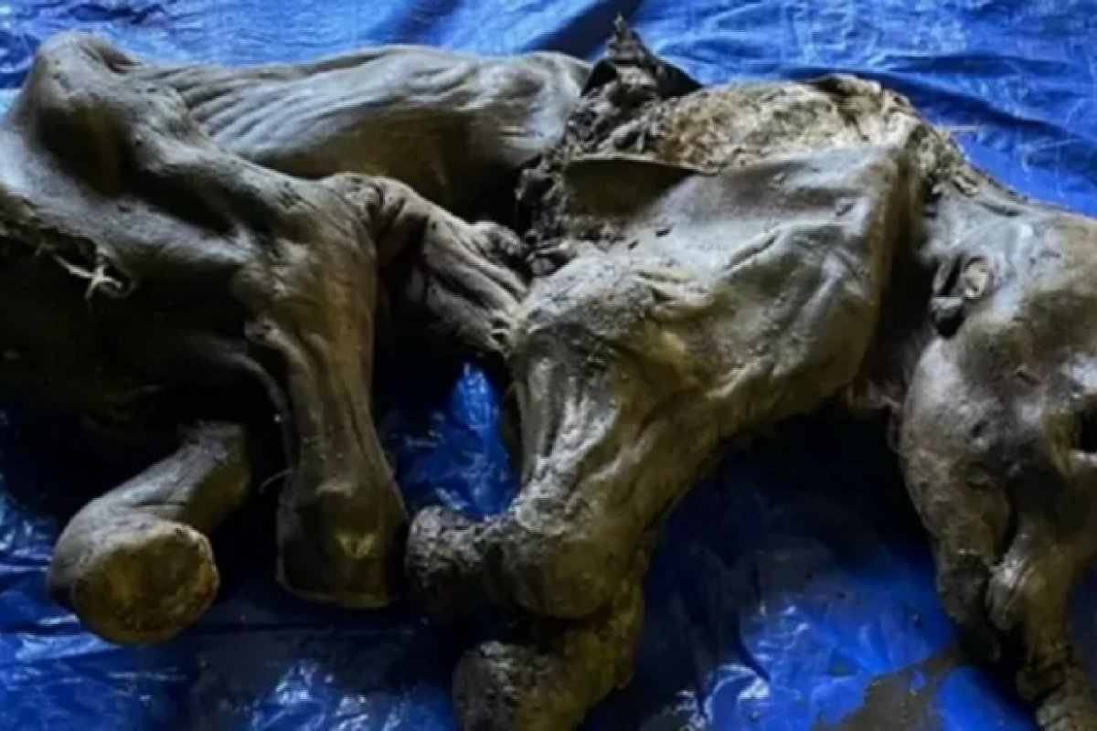 Corpo de bebê mamute congelado é encontrado em Yukon, no Canadá