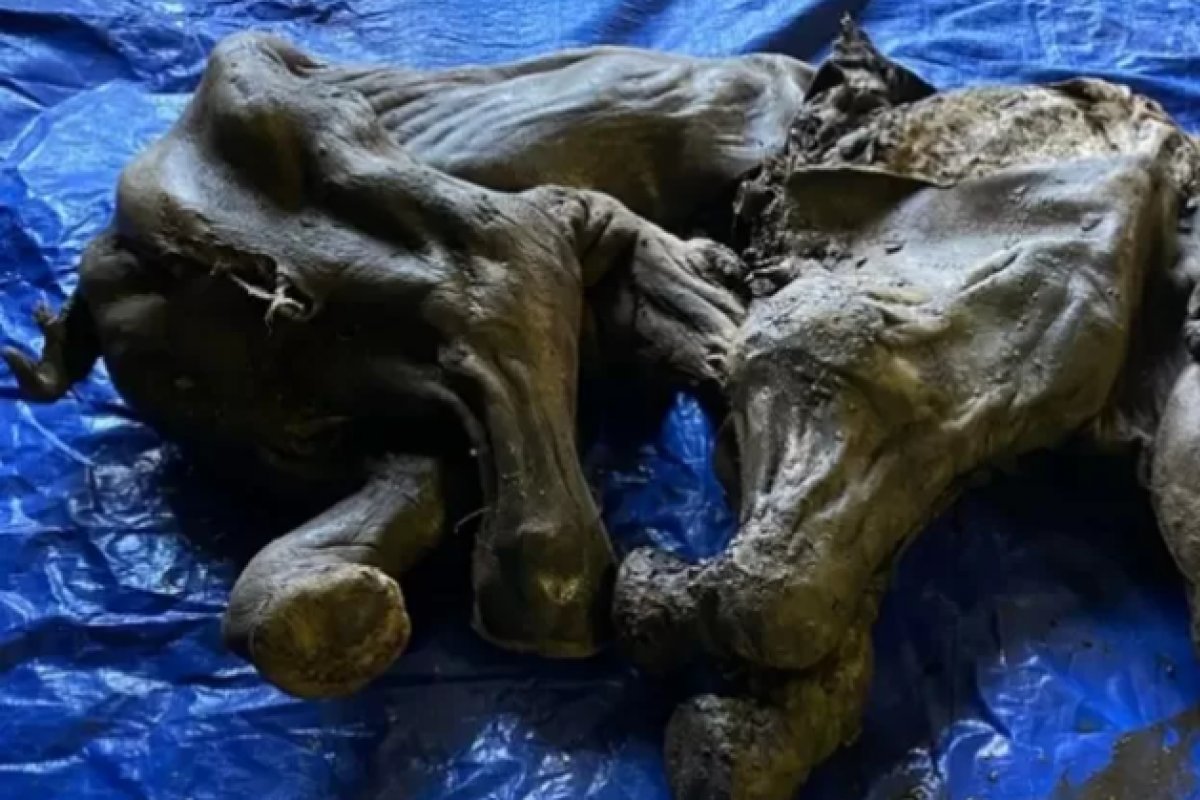 Filhote de mamute congelado de 30 mil anos é encontrado no Canadá