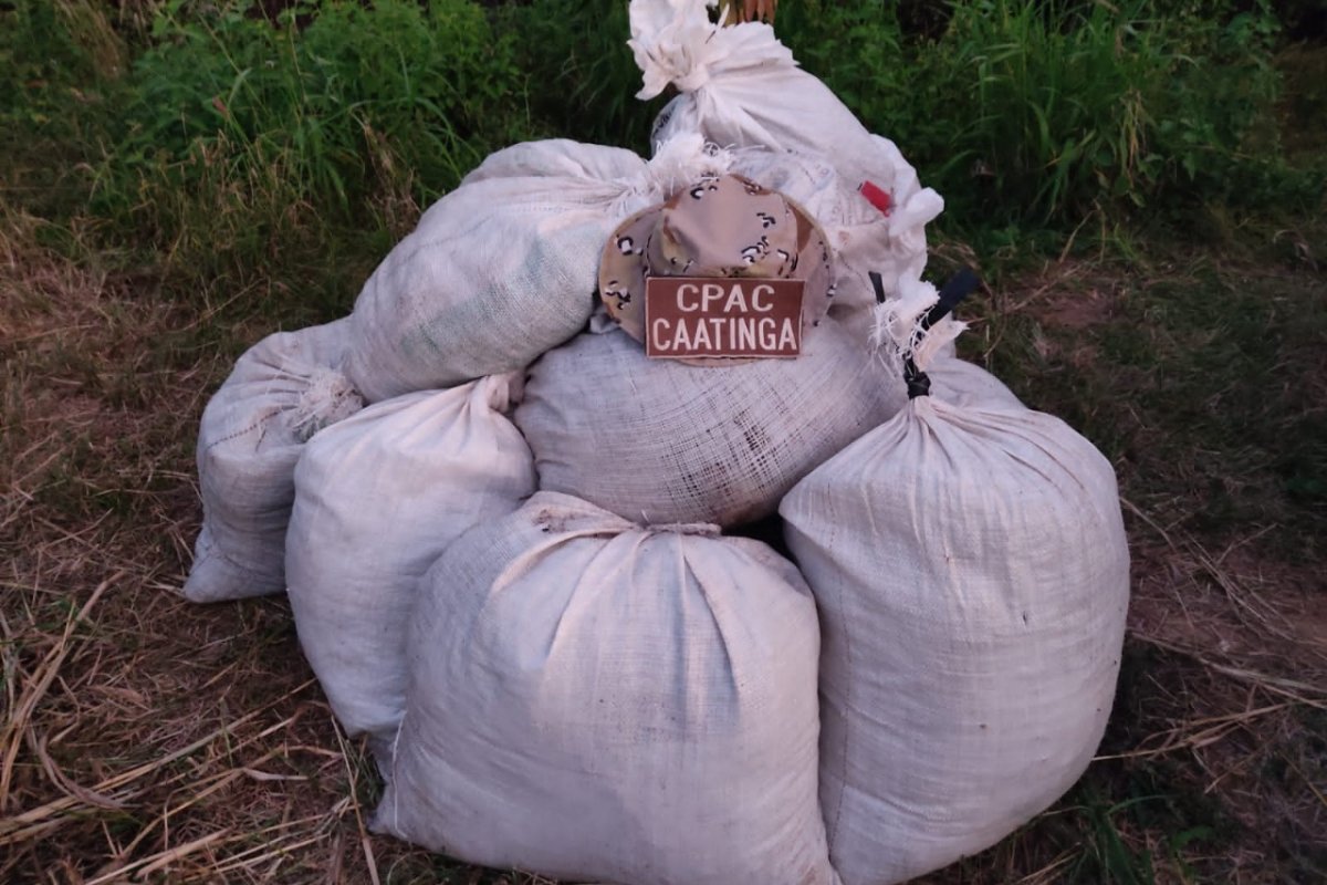 Carga de 150 kg de maconha é apreendida em Curaçá (BA)