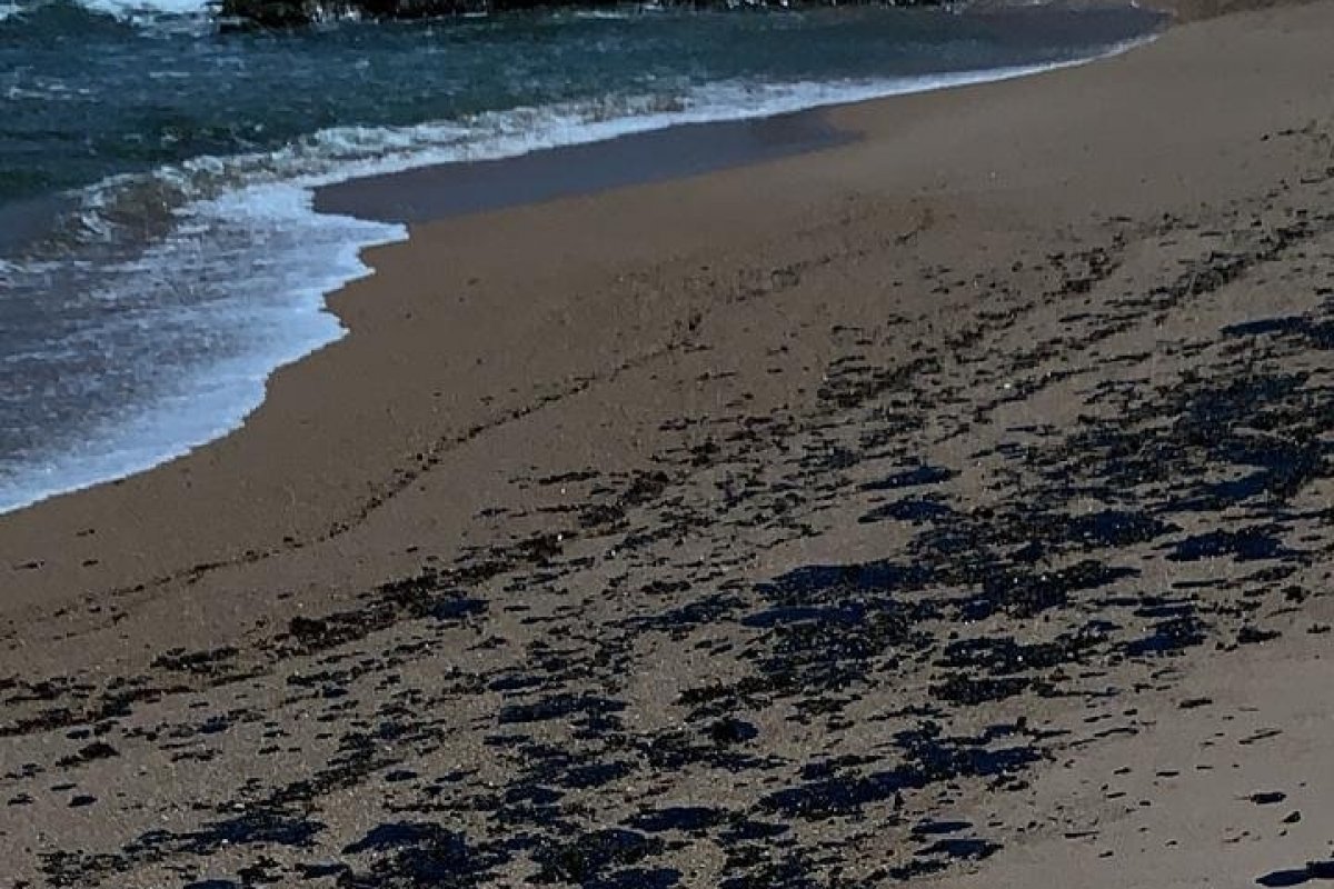 Manchas de óleo seguem contaminando praias na Bahia