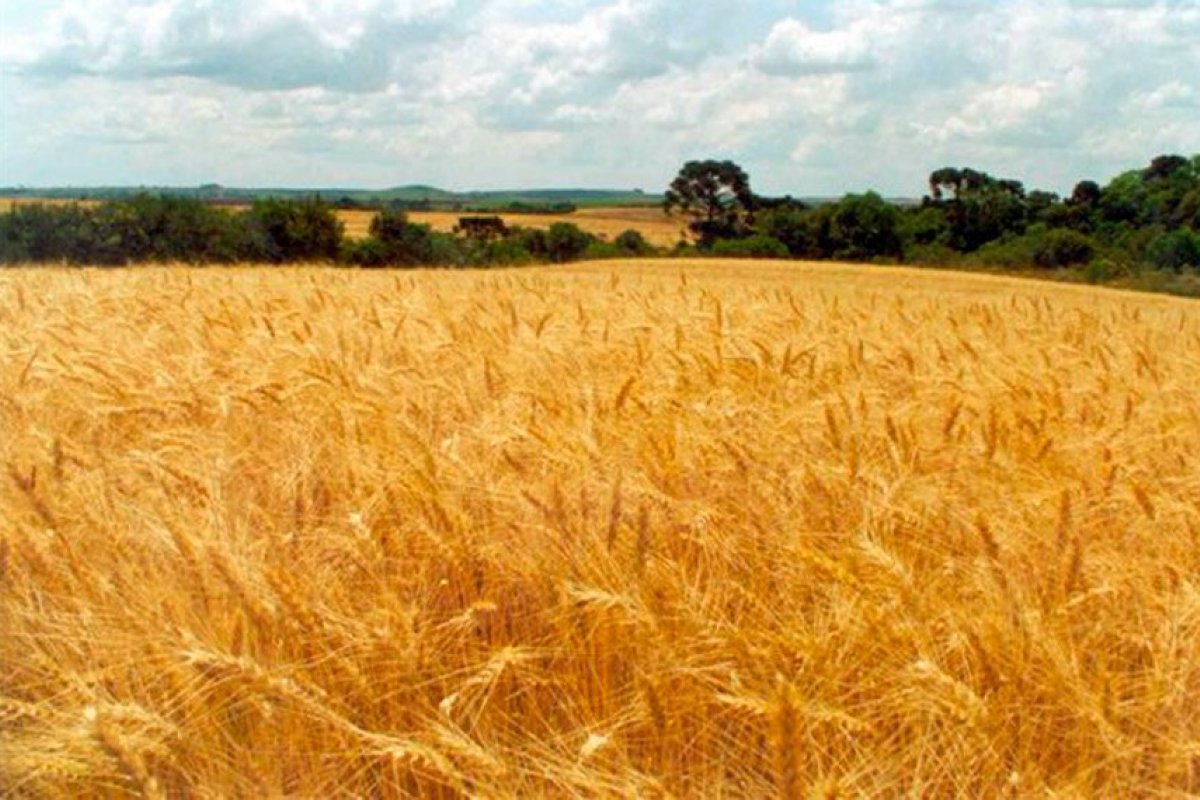 Milhões correm risco de desnutrição com alta do preço do trigo, alertam FAO e OCDE