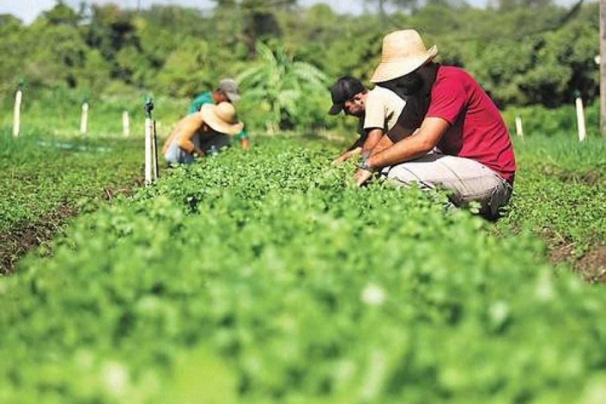 Agropecuária: setor registra aumento de 111 mil pessoas no mercado de trabalho em um ano