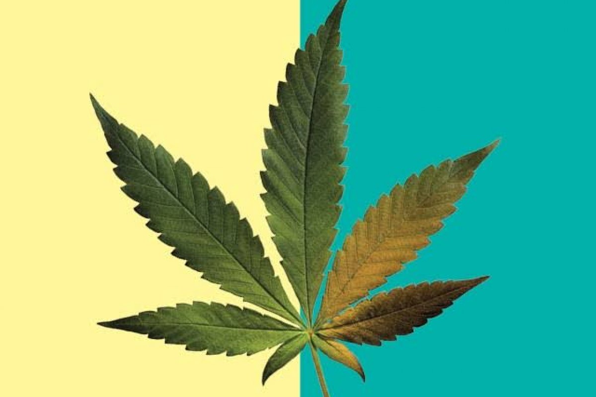 HempMeds esclarece os Mitos e Verdades sobre Cannabis!