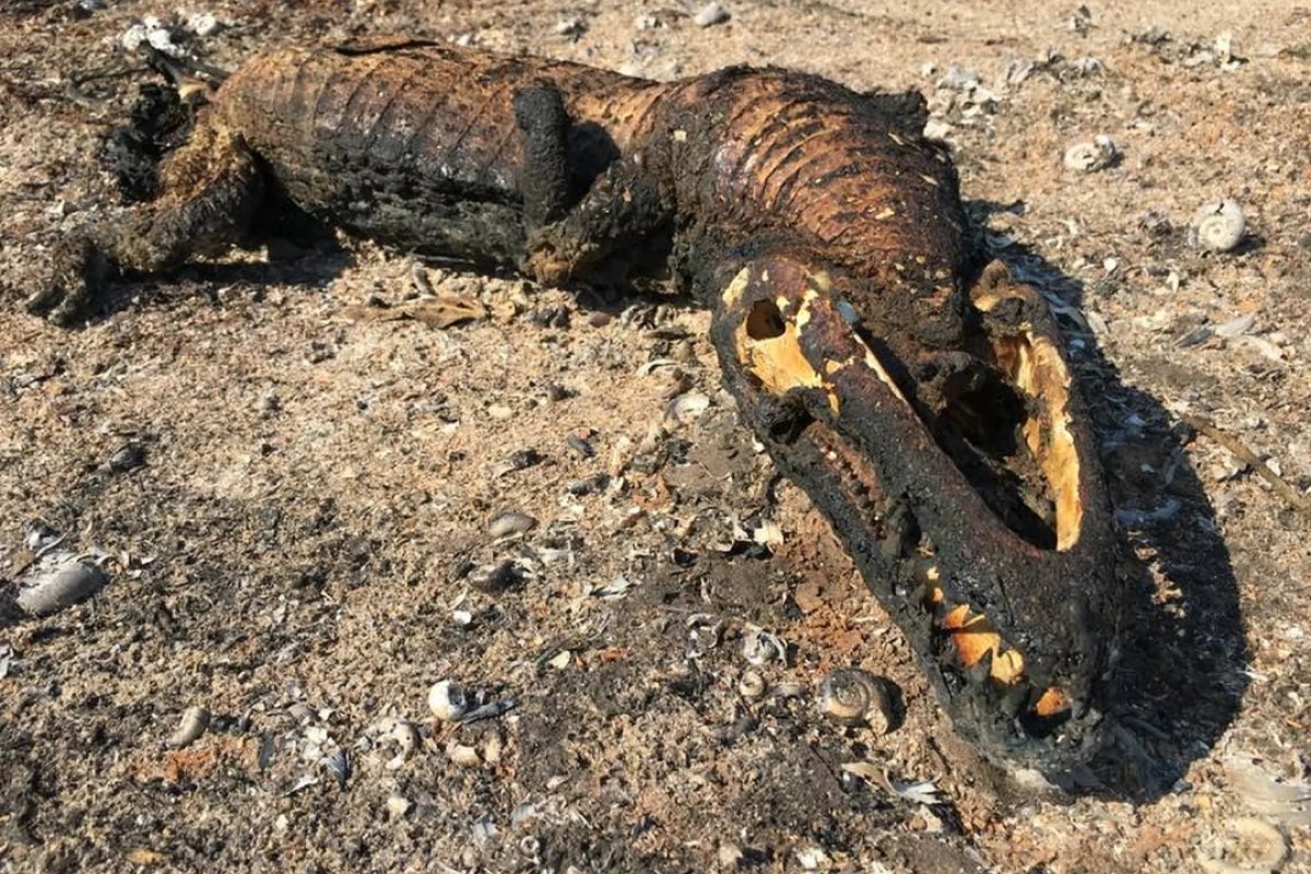Queimada no Pantanal já atingiu área do tamanho do Rio de Janeiro