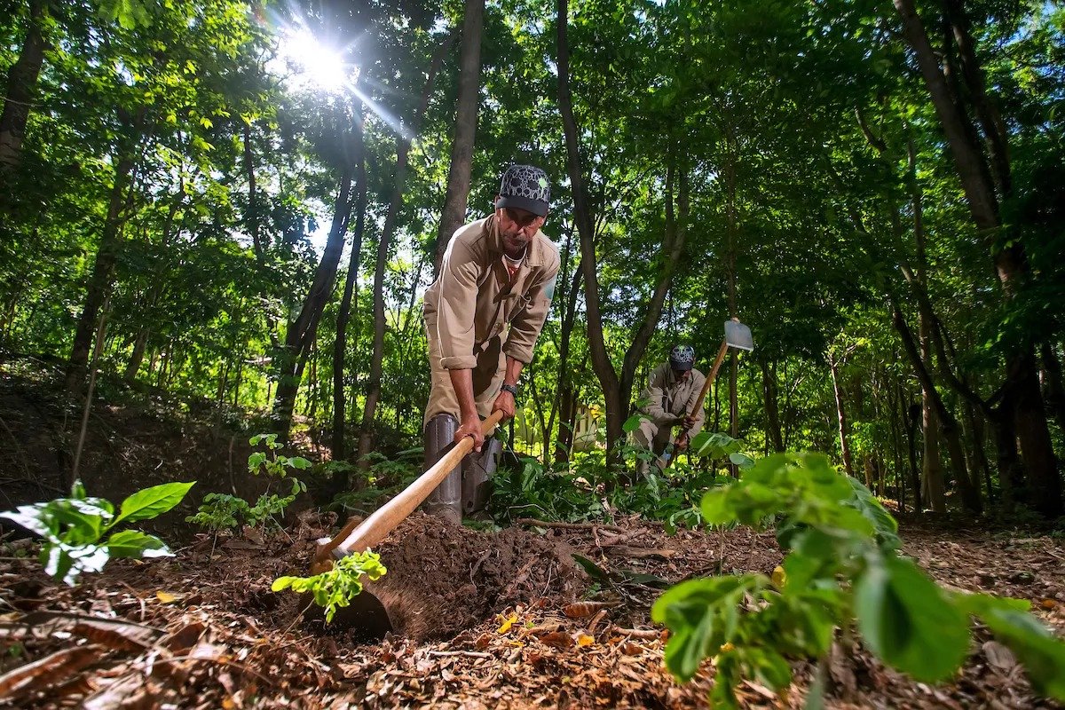 Reflorestamento de mata nativa no Brasil pode gerar 2,5 milhões de empregos até 2030
