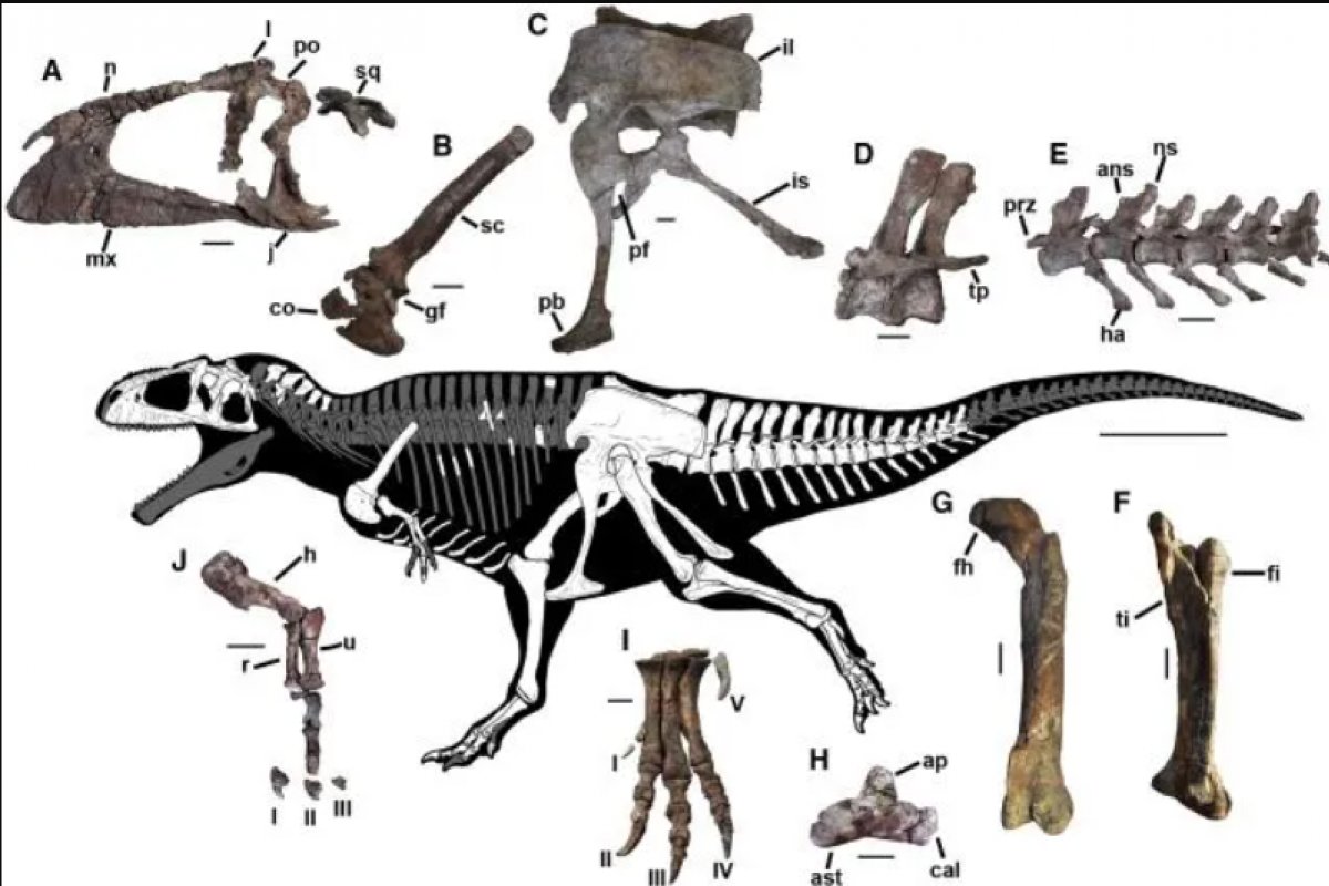 Paleontólogos descobrem nova espécie de dinossauro com braços minúsculos