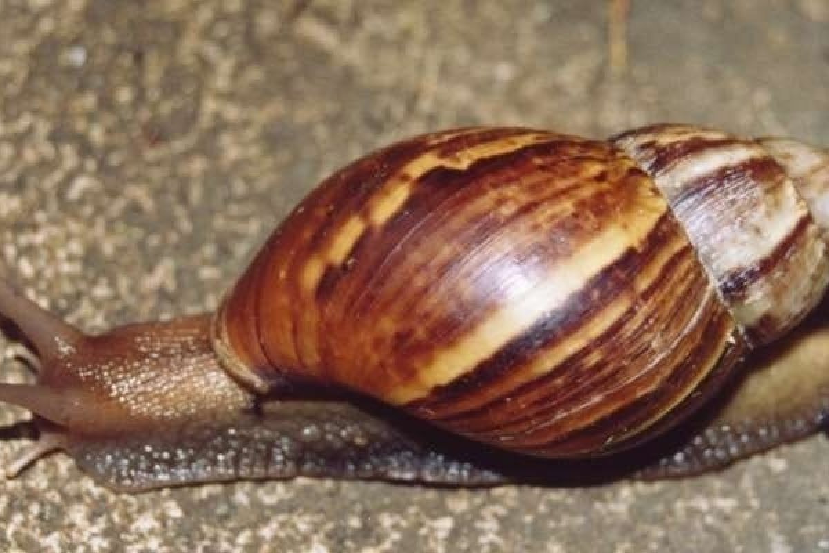 Centenas de caramujos-gigantes-africanos invadem a Flórida