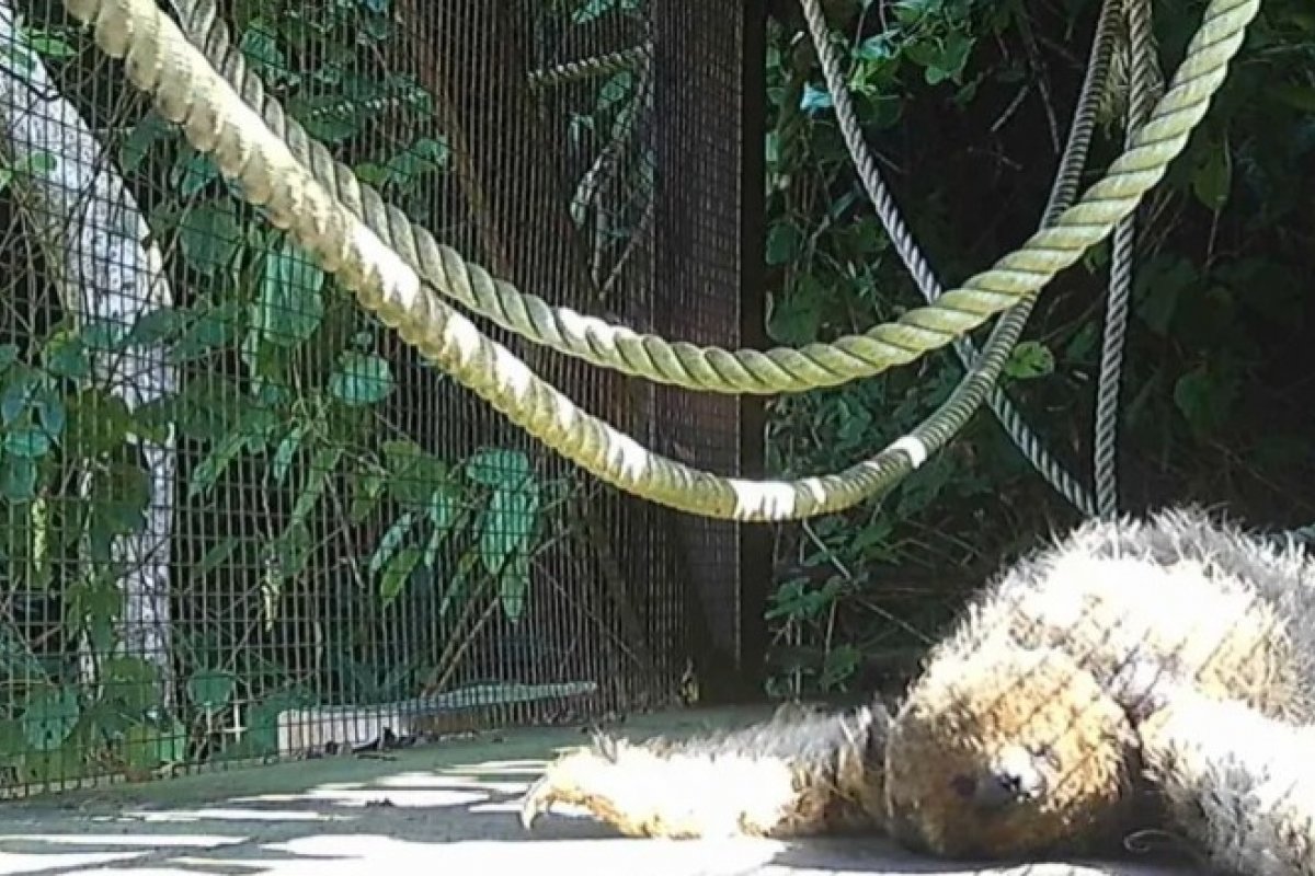 Preguiça-coleira é flagrada em passarela para fauna no Rio de Janeiro