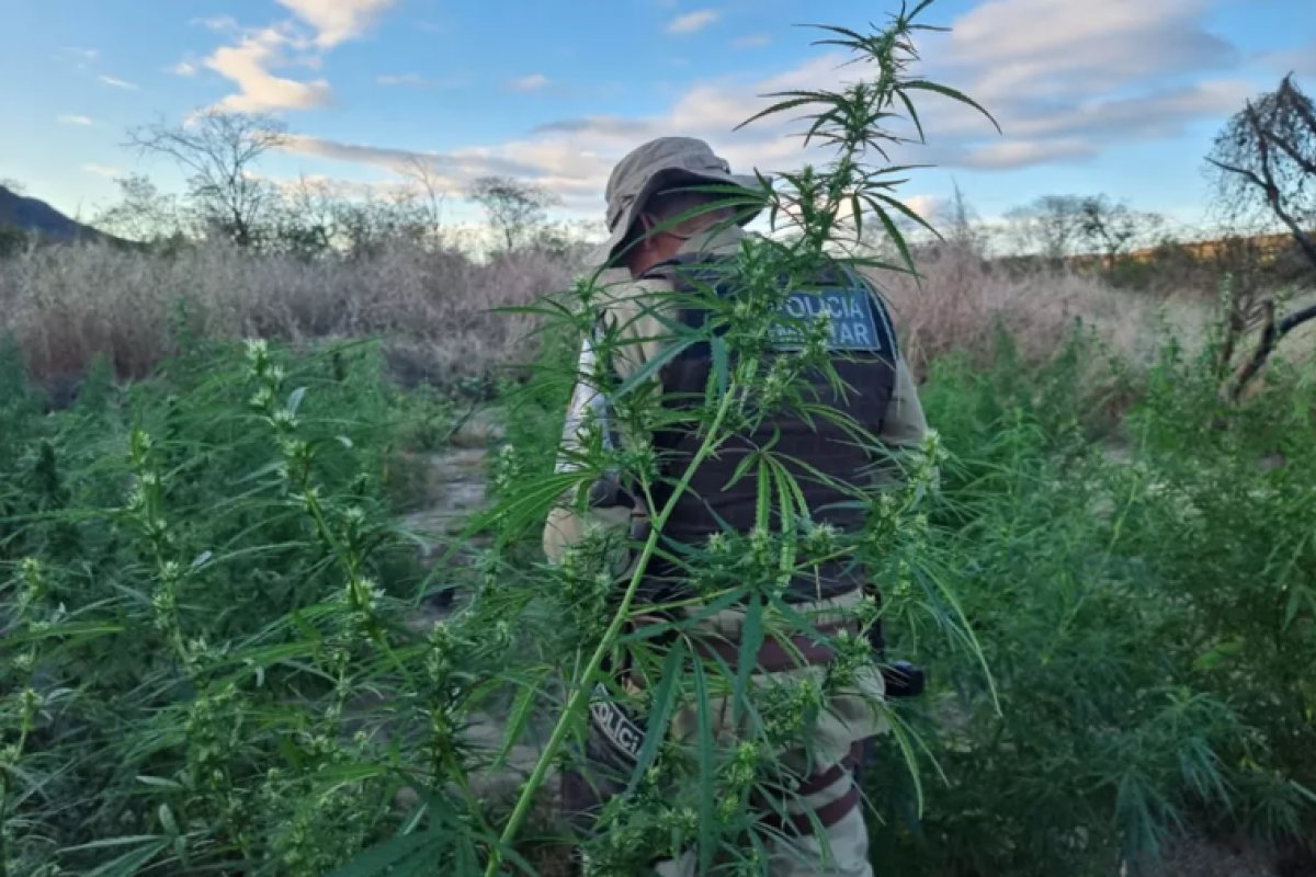 Operação da PM no norte da Bahia destrói cerca de 29,5 mil pés de maconha