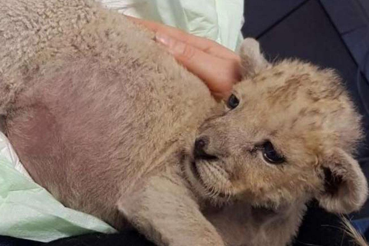 Filhote de leoa é descoberto em garagem