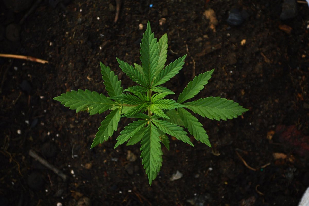 Cannabis é eficiente contra epilepsia infantil, diz estudo