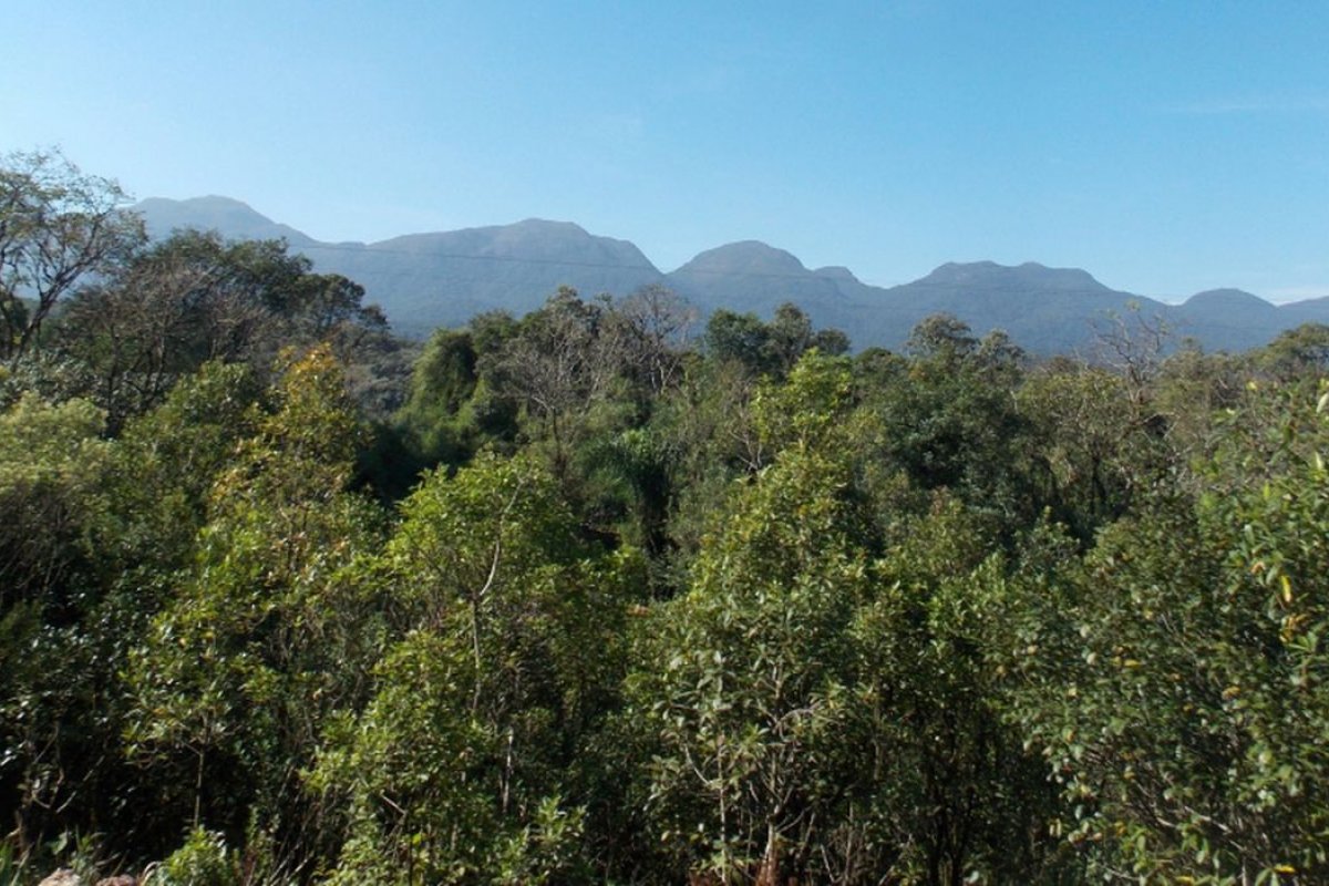 Cidade de Baianópolis (BA) foi líder do desmatamento na Mata Atlântica entre 2020 e 2021