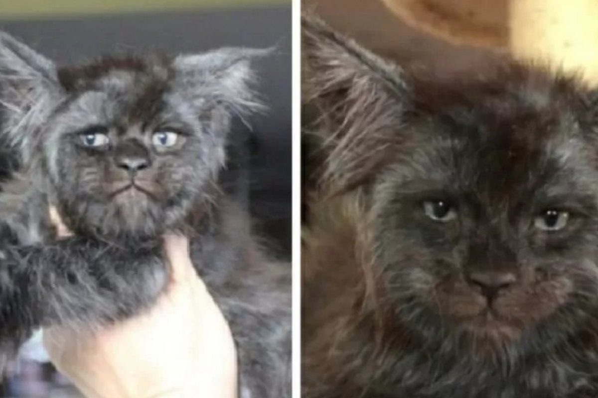 Cuidadora de gatos aperfeiçoa raça com rostos humanos nos felinos