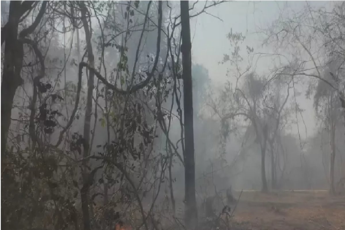 Desmatamento aumentou 20% no Brasil em 2021, aponta MapBiomas