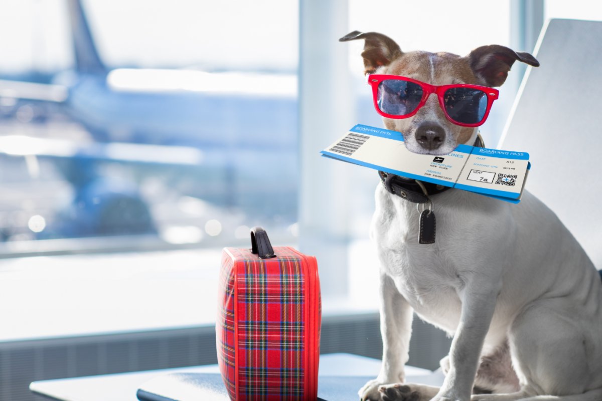 Especialista orienta sobre cuidados preventivos com animais de estimação durante viagens!