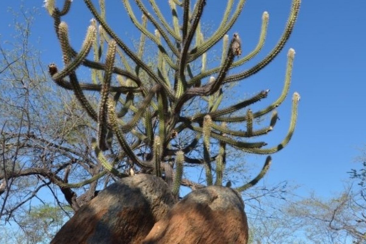 Governo da Bahia reconhece situação de emergência no Município de Buritirama-Ba