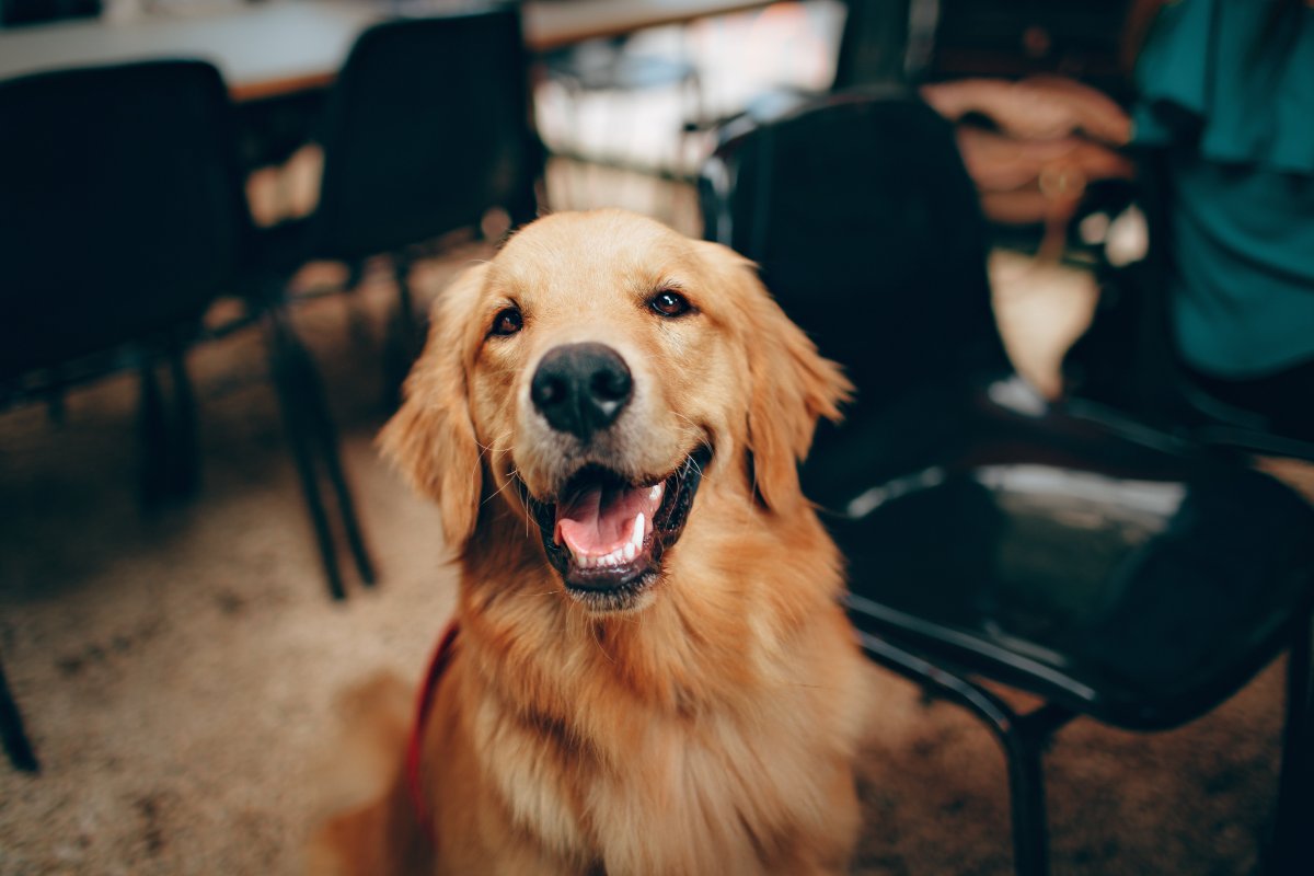 Animais domésticos podem ser proibidos no Irã em breve