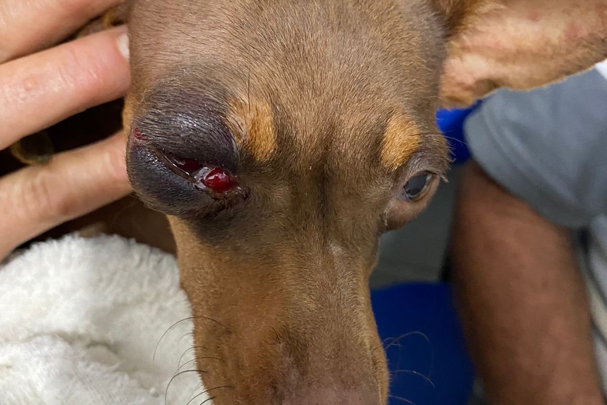 Homem é preso em flagrante após agredir cachorro em Jaguaquara