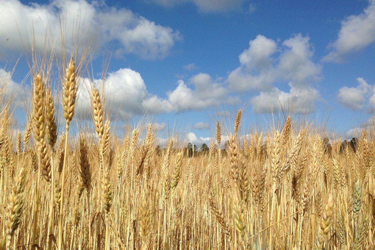 Trigo volta a preço anterior à guerra após acordo entre Moscou e Kiev