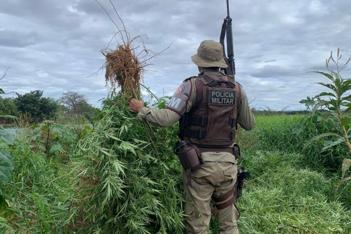 Operação 'Terra Limpa' erradica mais de 730 mil pés de maconha