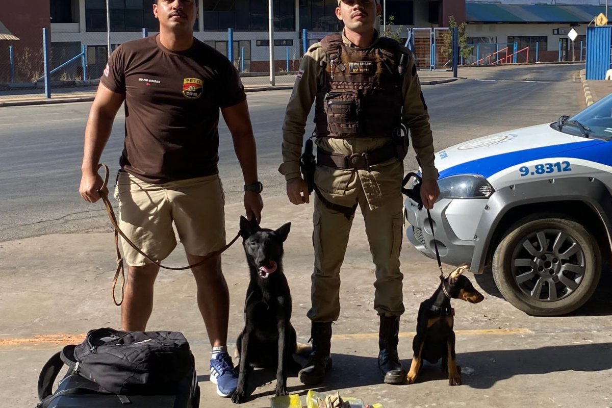 Cadela policial encontra dez quilos de maconha que iriam de Barreiras para o Piauí
