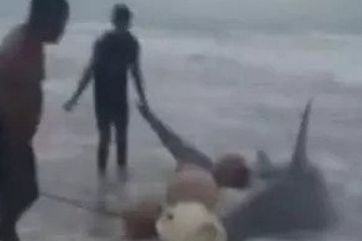 Tubarão-martelo é encontrado em praia no Litoral Norte 