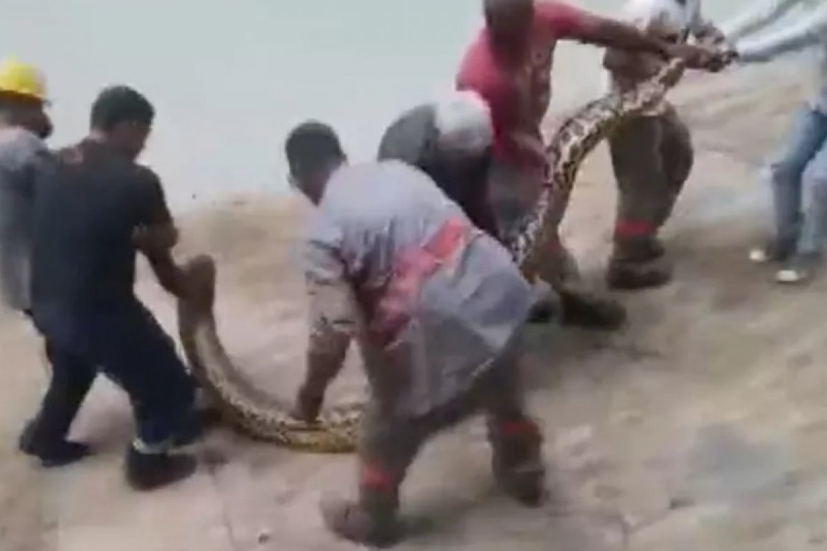 Sucuri de 5 metros é encontrada no sul da Bahia