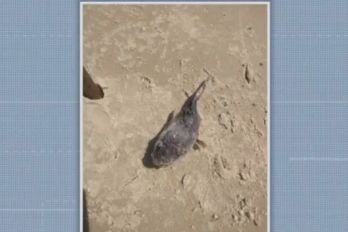 Peixe coberto de óleo é encontrado morto em Ilhéus