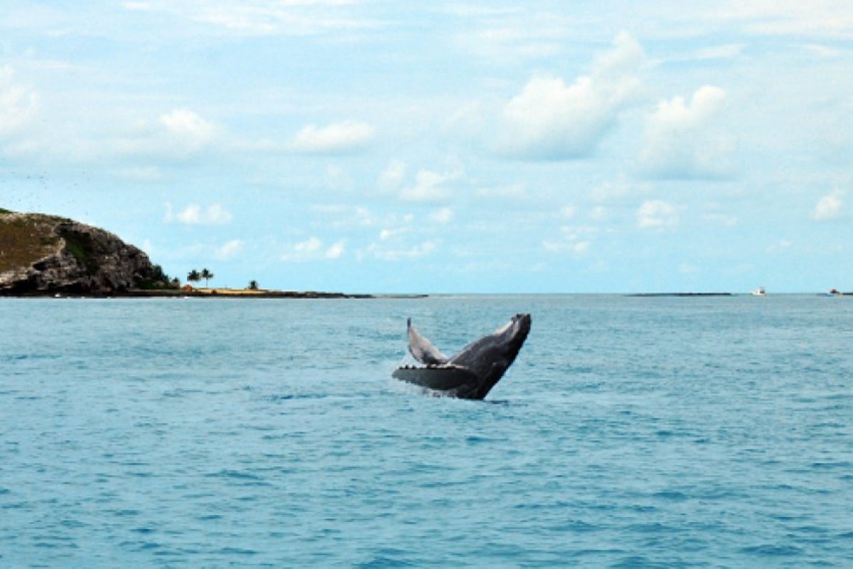 Turista que teve passeio cancelado em Abrolhos deve ser reembolsado