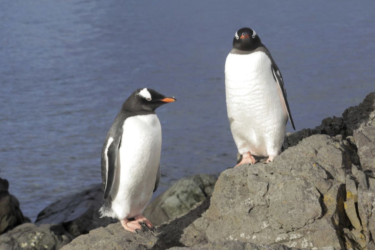 Brasil instala estação de pesquisas na Antártica