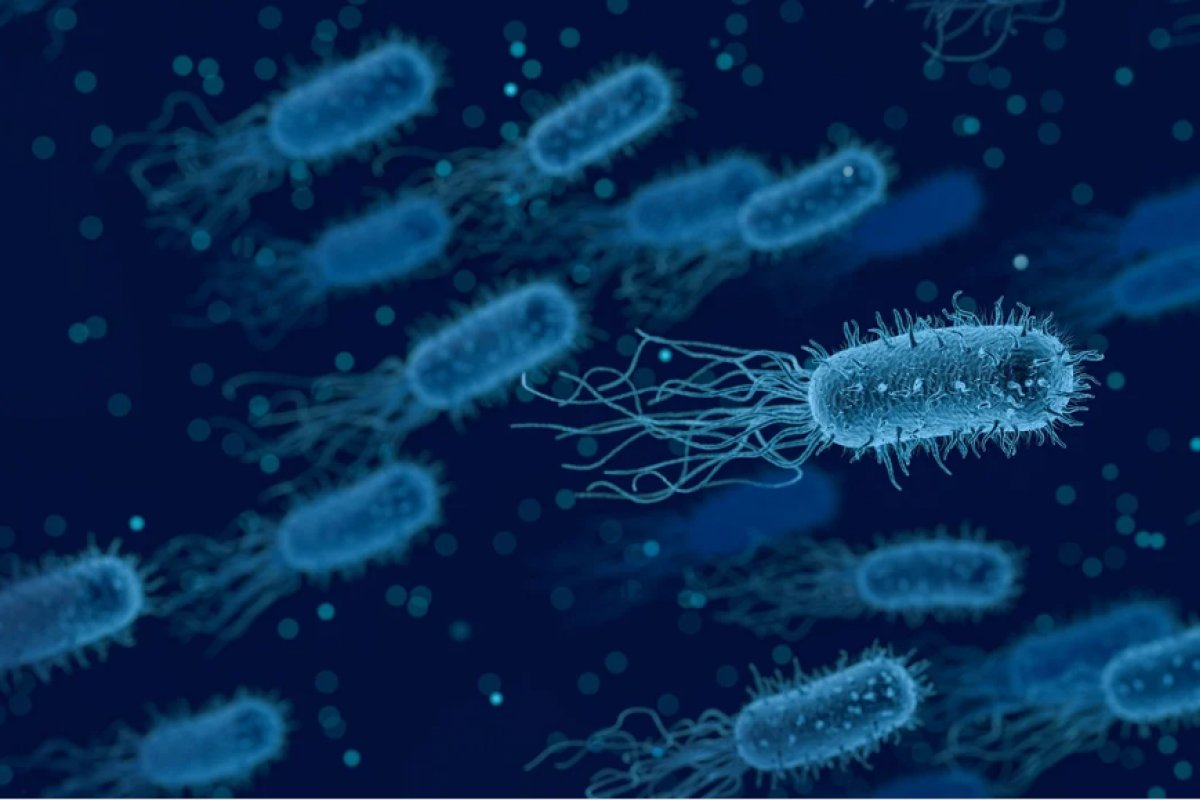 Bactéria rara e 'possivelmente' perigosa é encontrada nos EUA