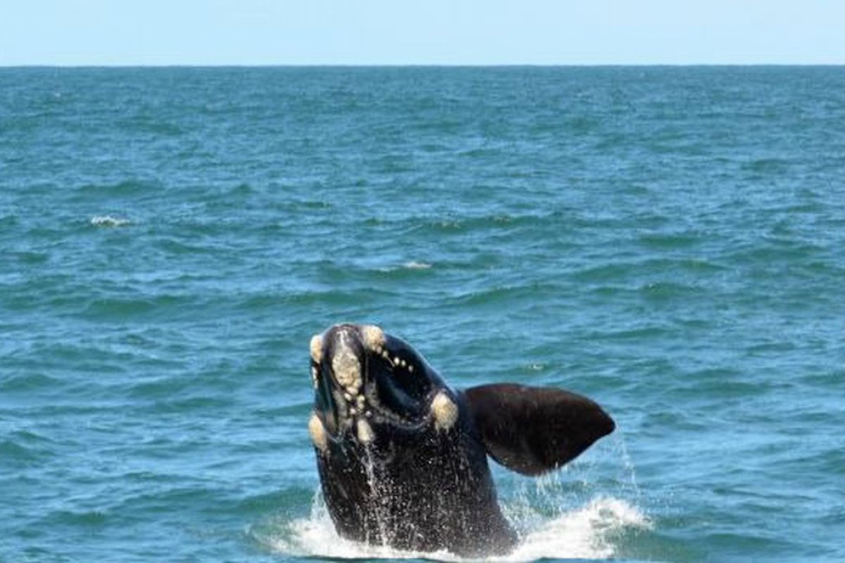 Poluição sonora subaquática põe em risco a vida das baleias