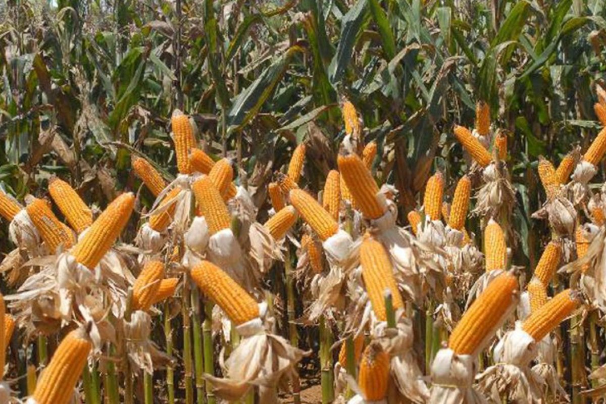 Navio ucraniano realiza primeiro embarque de grãos desde o início da invasão russa