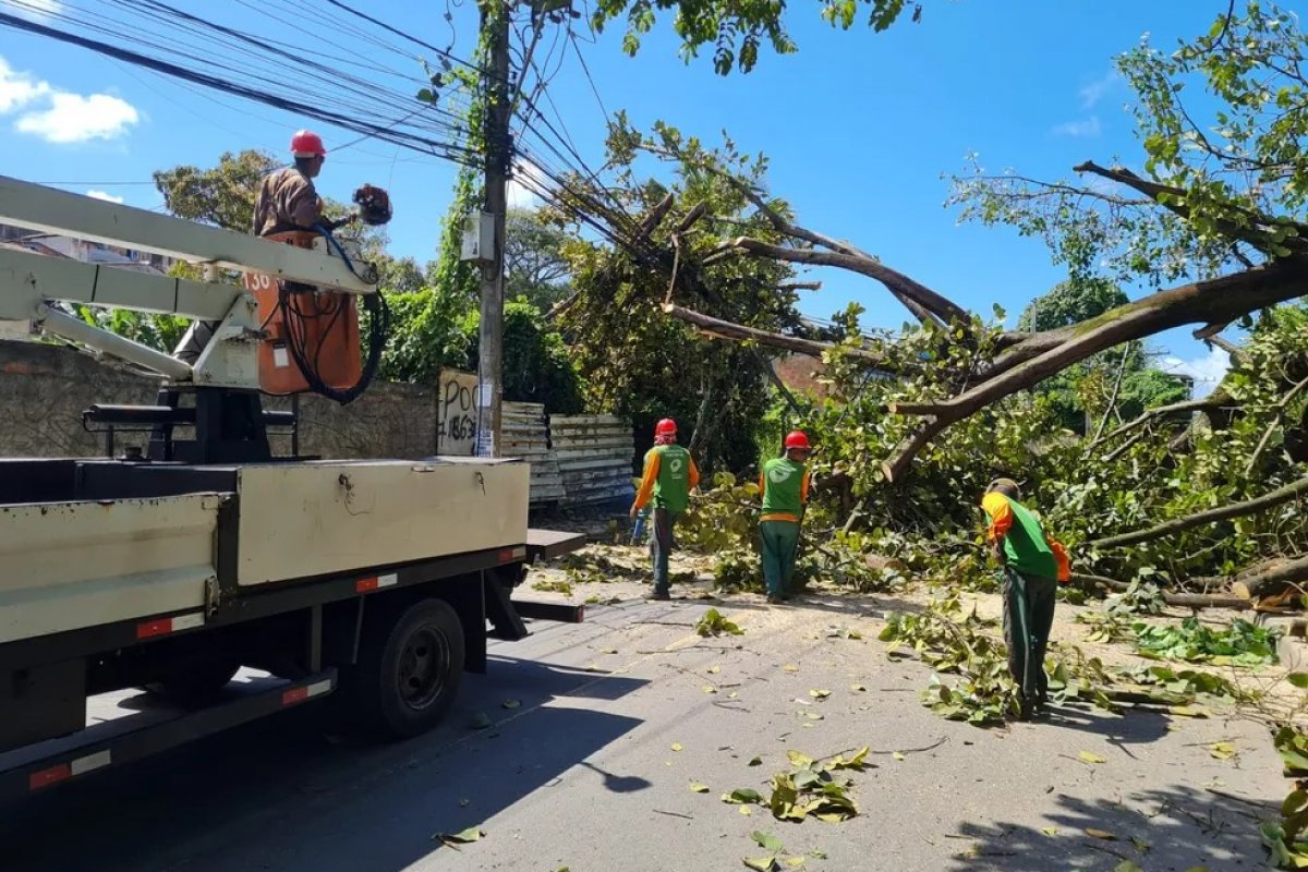 Árvore cai na Avenida Ibirapitanga, em Salvador, e pista fica interditada
