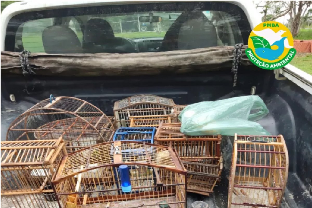 50 animais silvestres são resgatados durante operação de combate à caça ilegal no extremo sul da Bahia