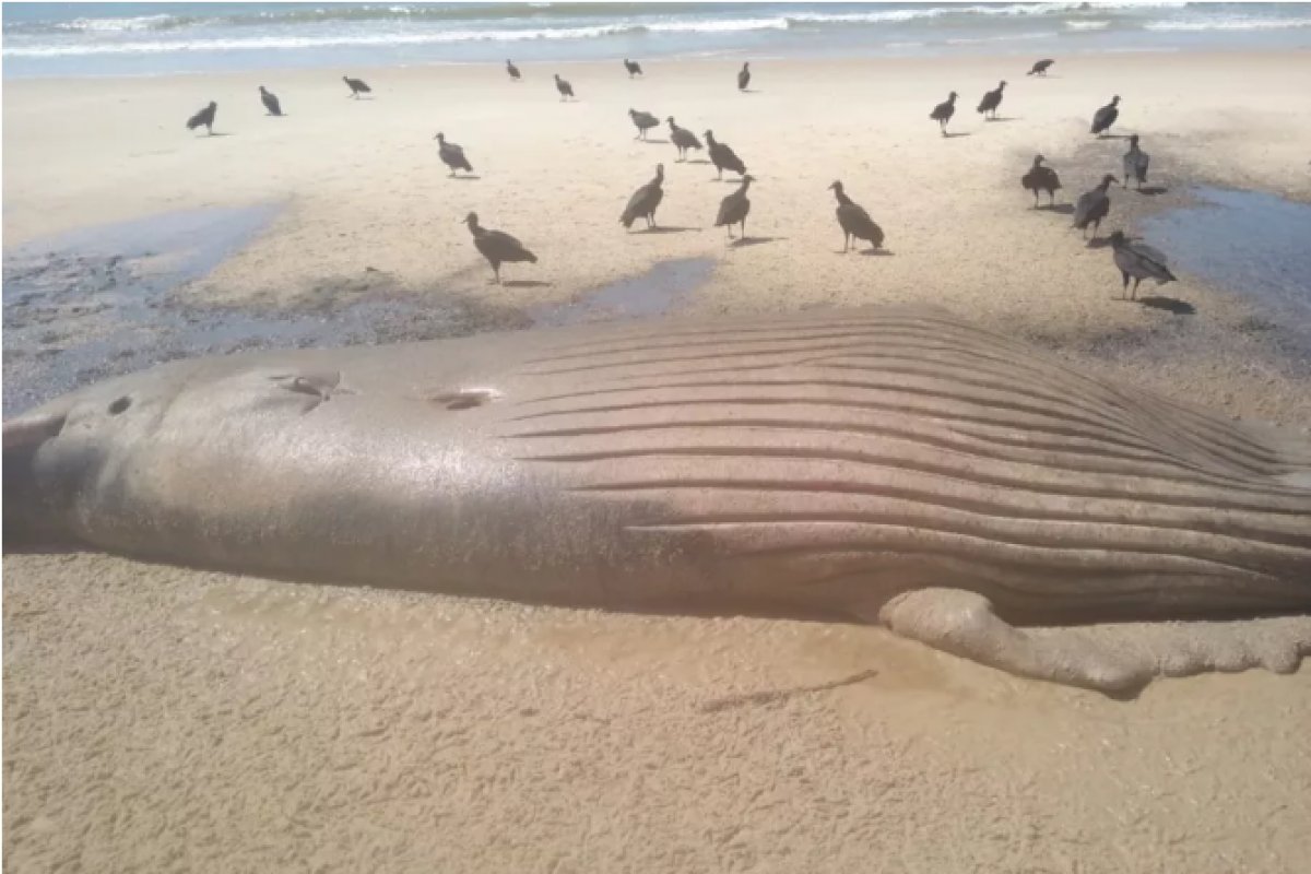 Filhote de baleia é encontrado morto em praia do Quati, no município de Prado (BA)