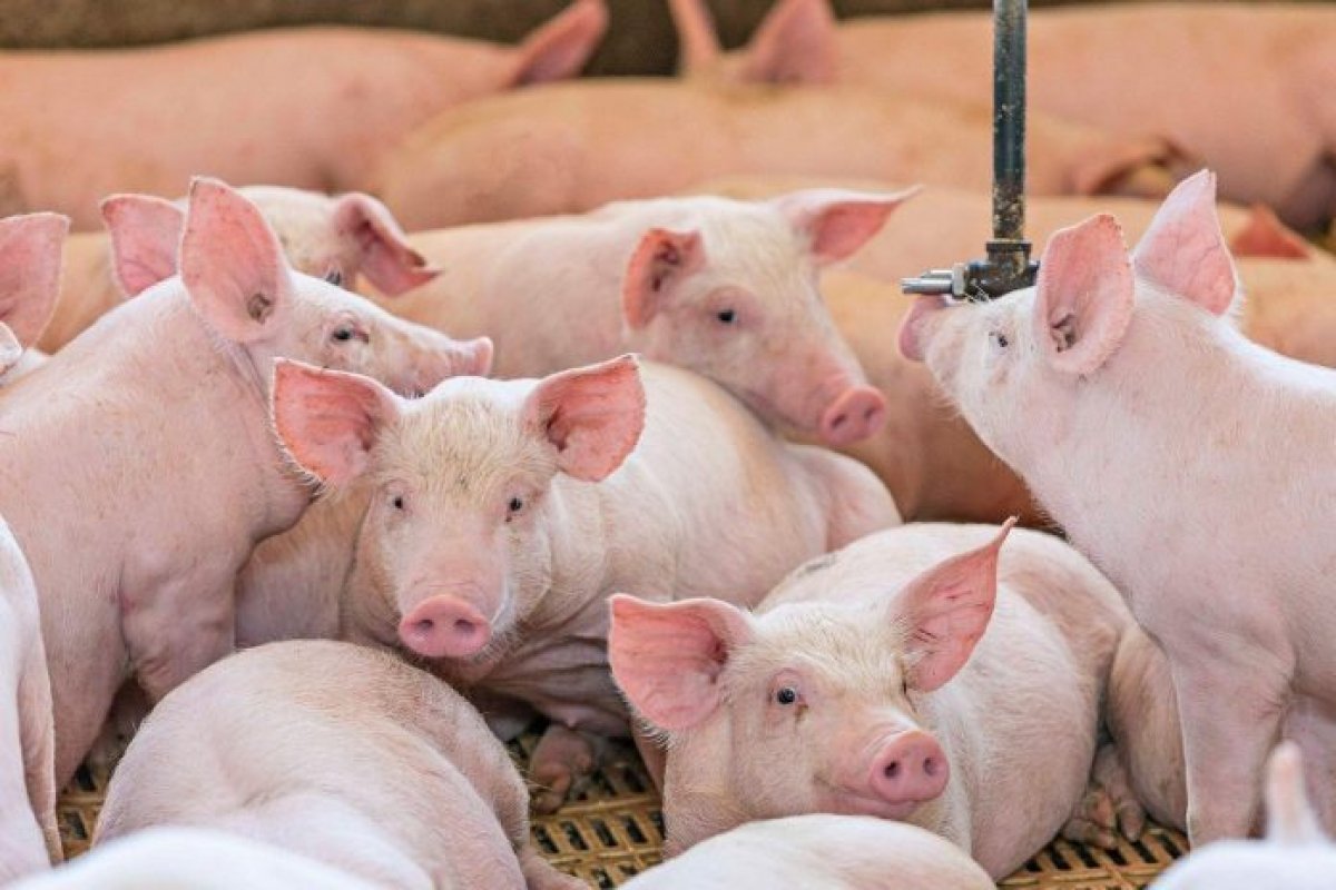 Agência de defesa intensifica fiscalização contra a peste suína