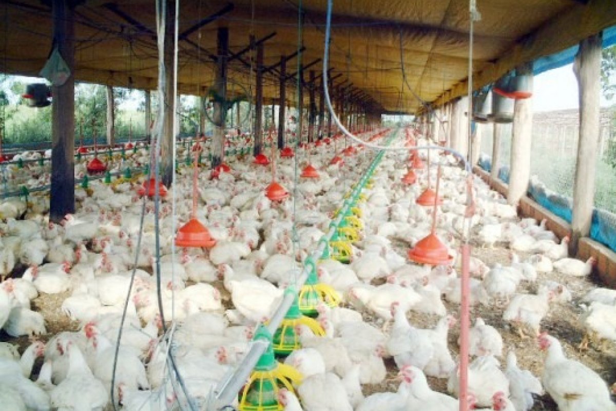 No segundo trimestre de 2022 o abate de frangos caiu 2%, diz IBGE