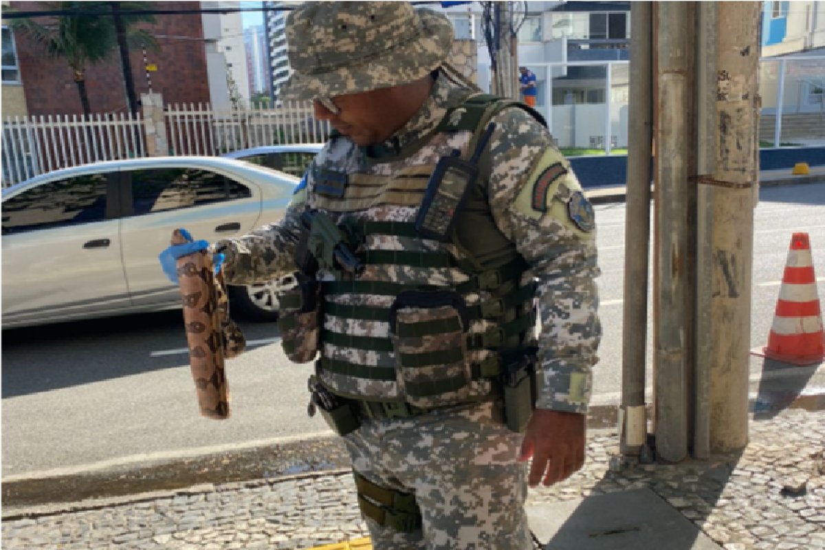 Cobra morre após ser atropelada na Pituba, em Salvador