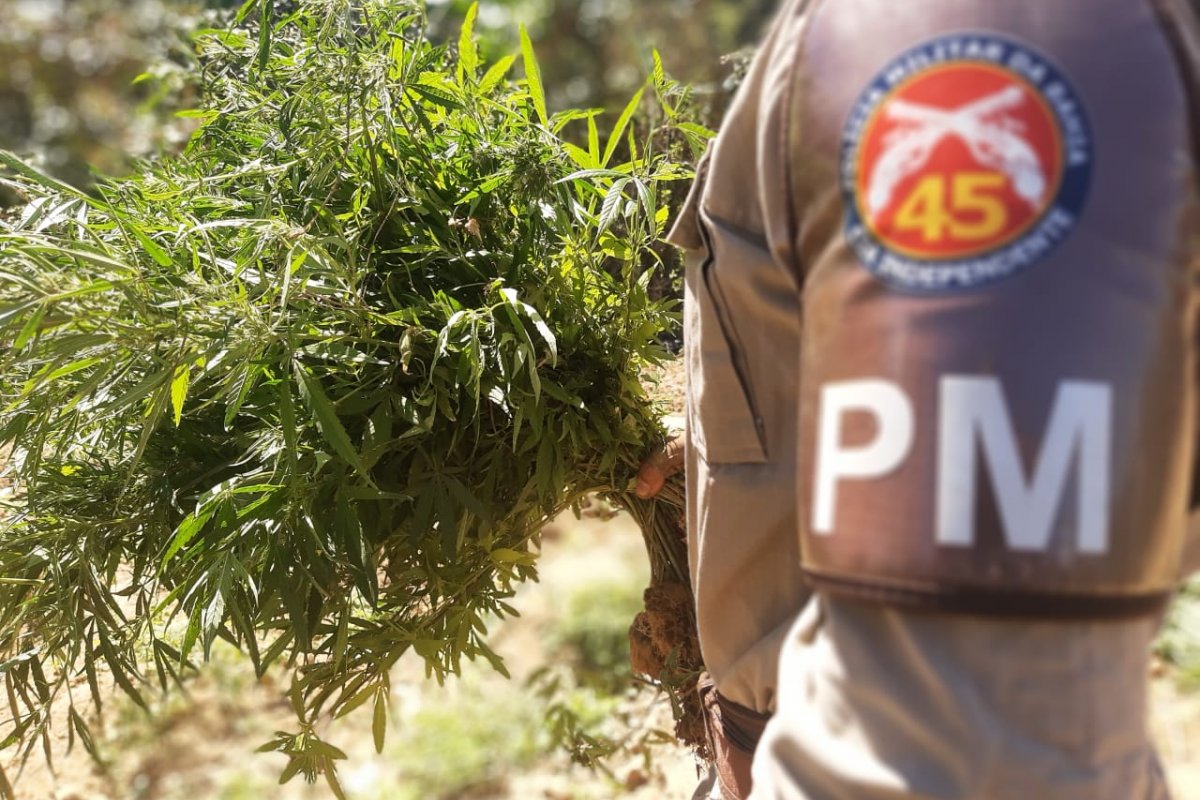 Polícia militar localiza 28 mil pés de maconha em Curaça