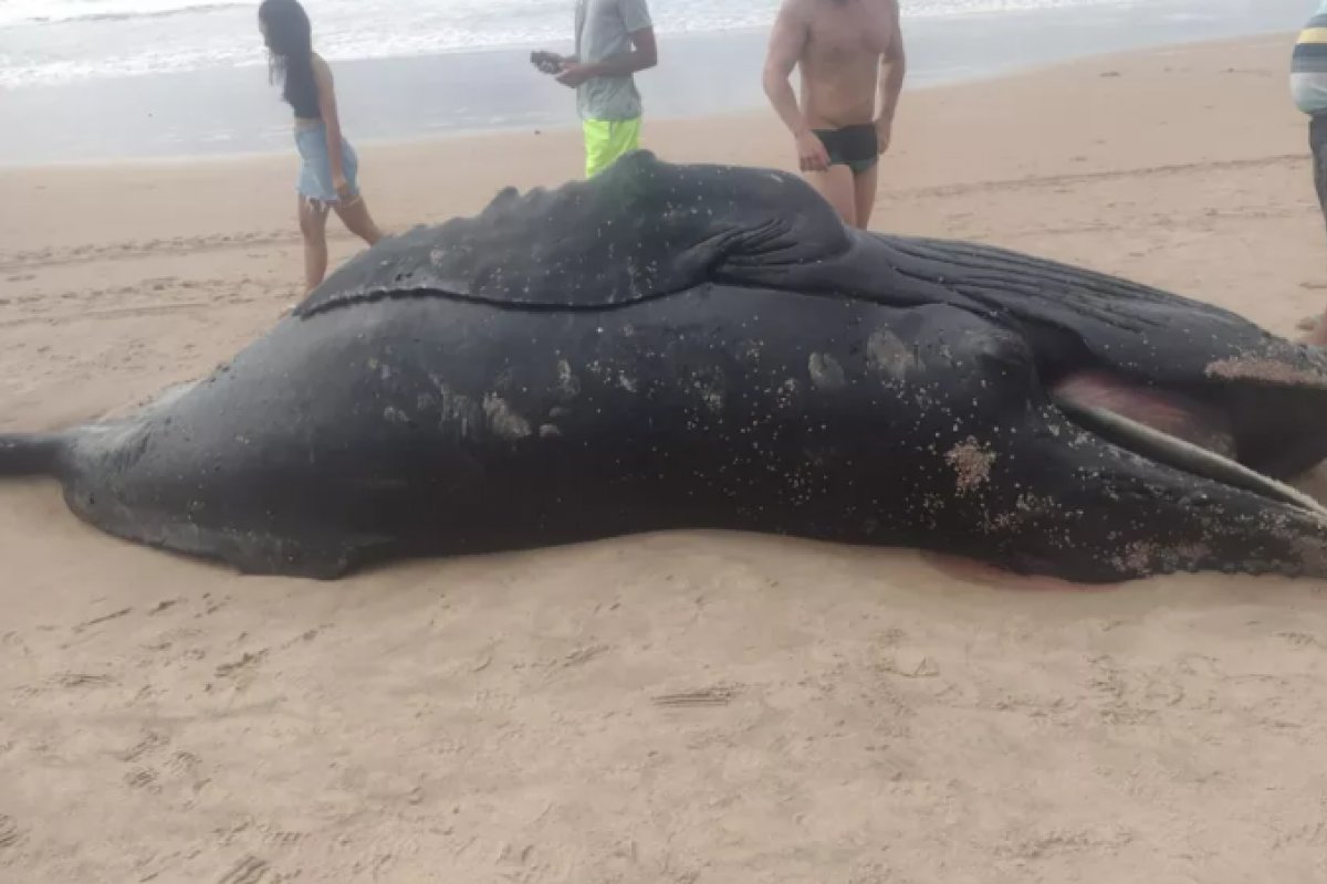 Filhote de baleia é encontrado morto na praia de Ipitanga