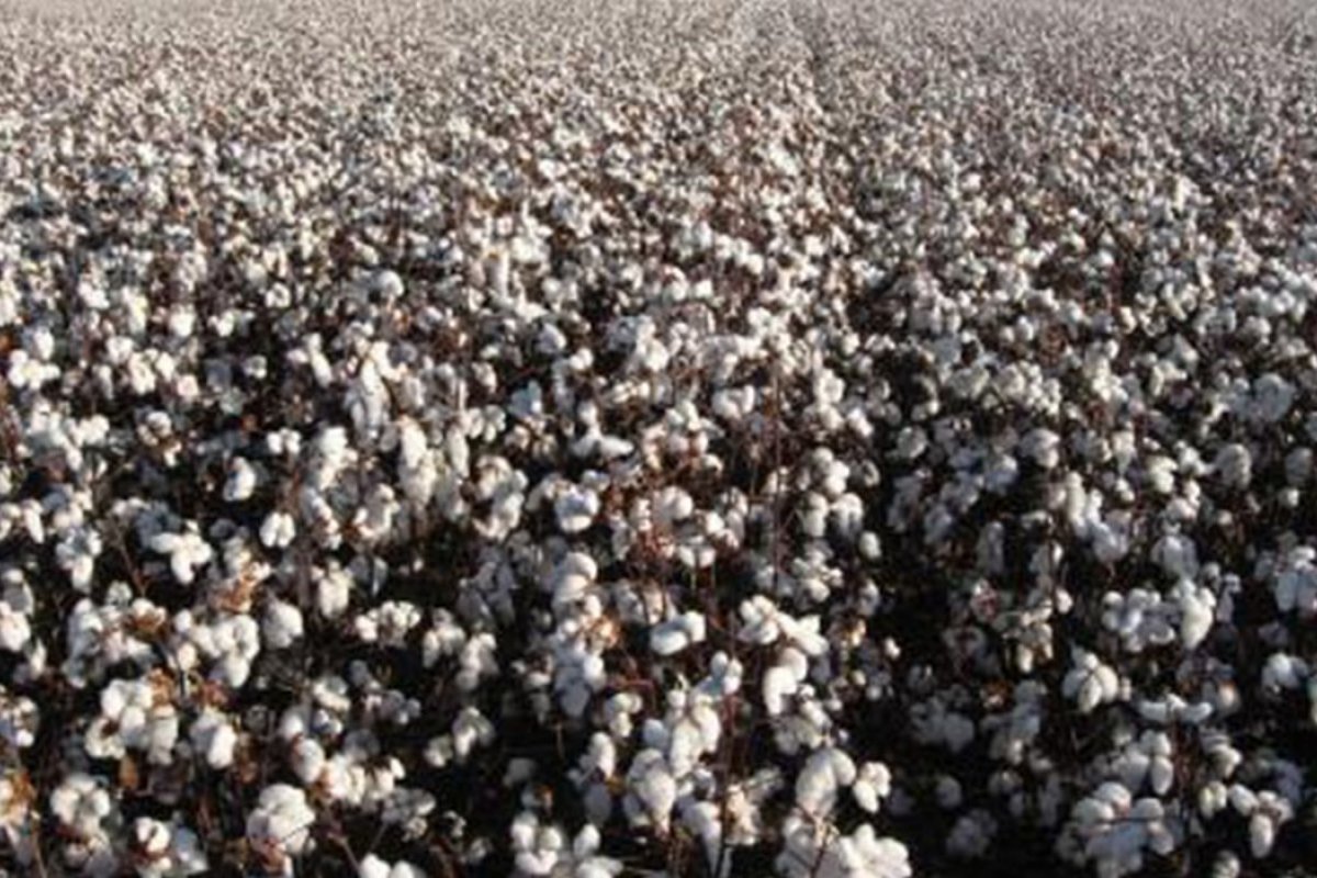 Produção de algodão deve crescer até 19% no Brasil 