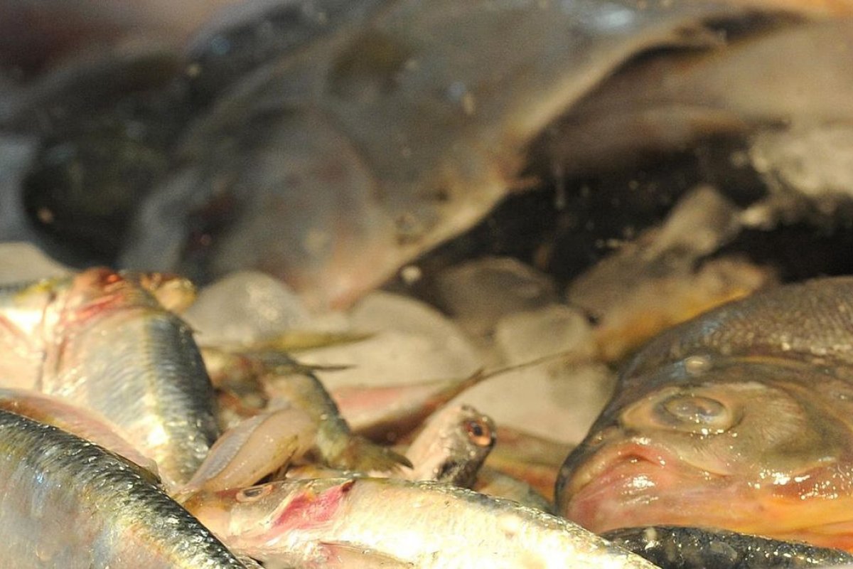 Vigiagro impede a entrada de 905,6 toneladas de alimentos contaminados no Brasil