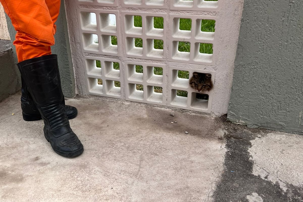 Em Eunápolis, bombeiros resgatam gato que estava com a cabeça presa em muro