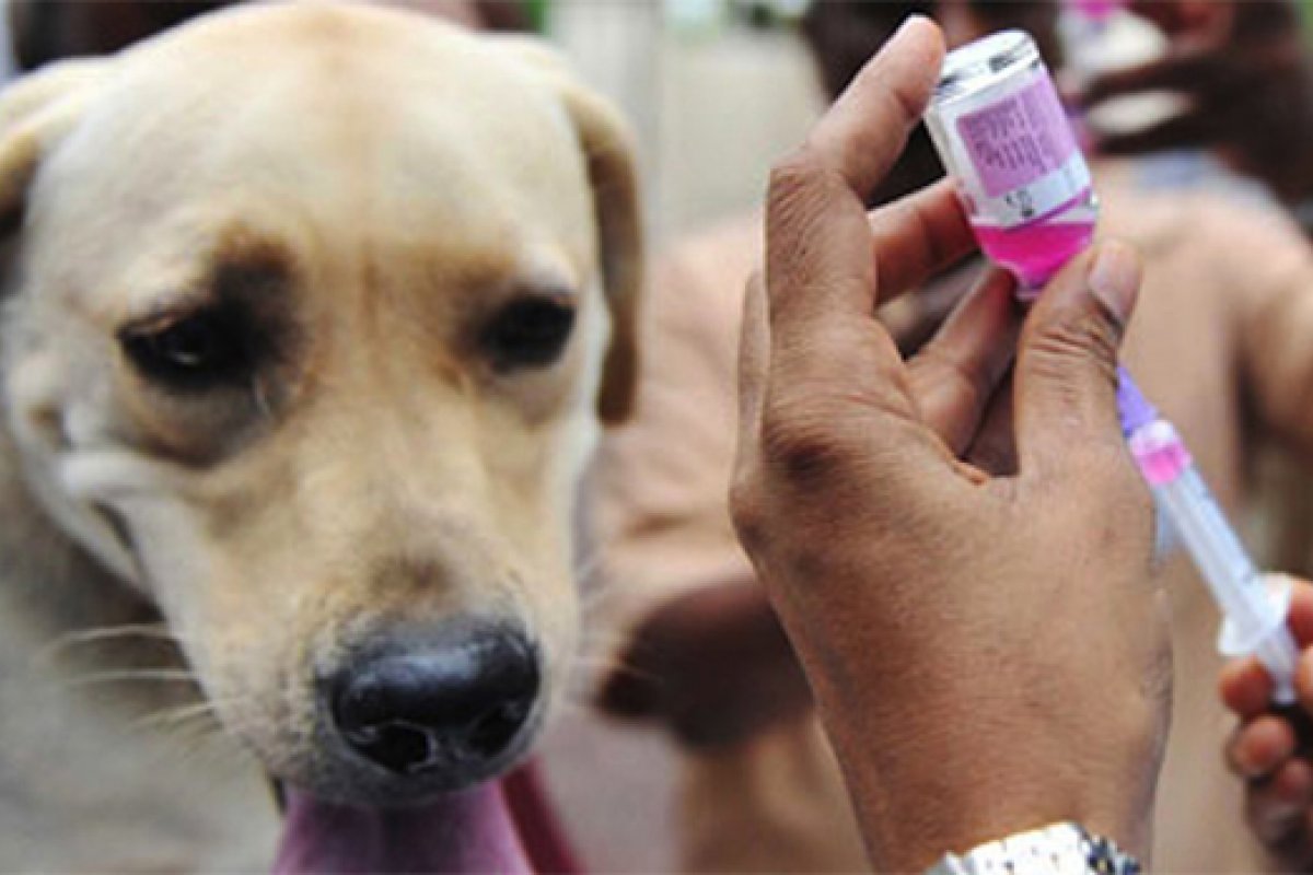 Salvador recebe dia D de vacinação antirrábica para cães e gatos