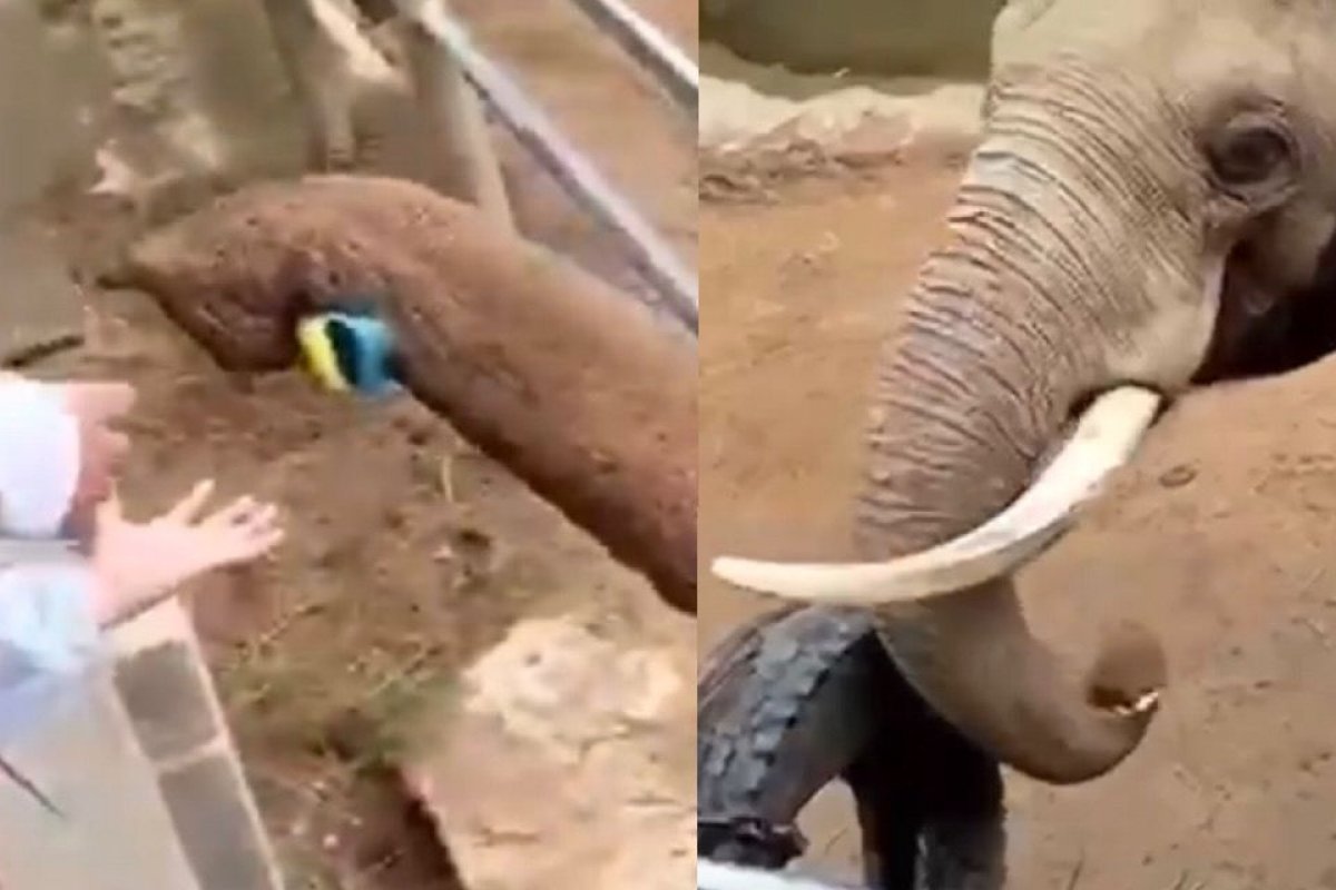 Vídeo: elefante surpreende visitantes ao devolver sapato de criança em zoológico na China
