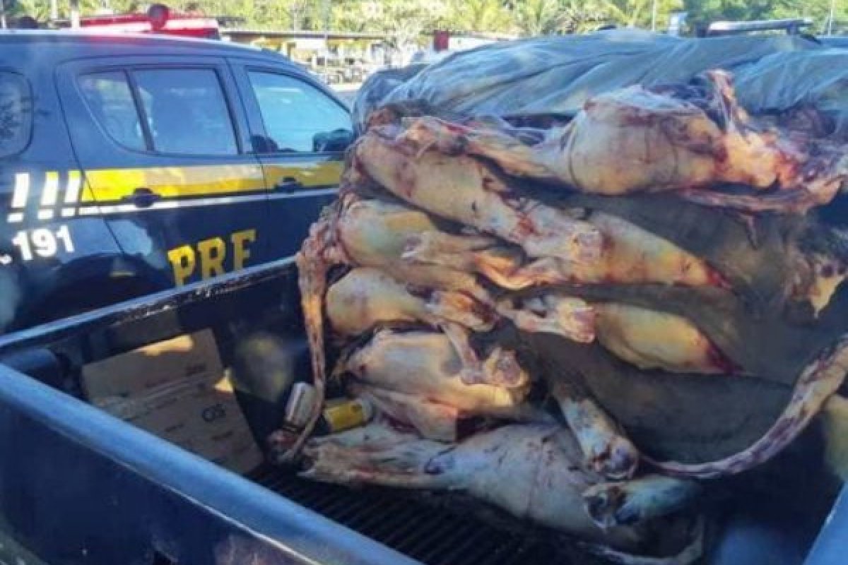 Homem é pego transportando 1 tonelada de carne bovina irregularmente 